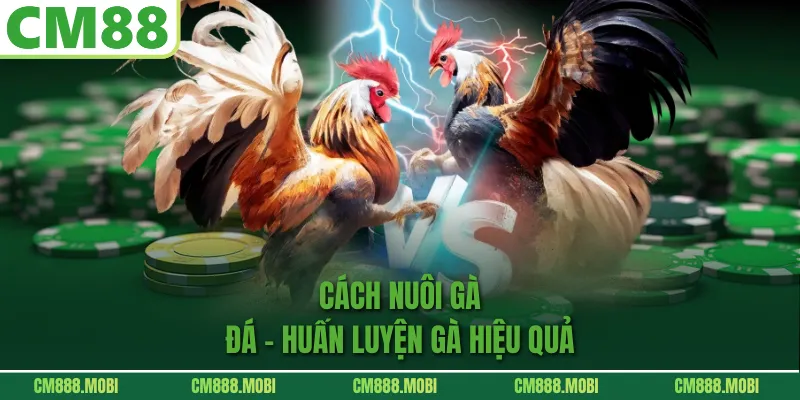 Cách Nuôi Gà Đá - Huấn Luyện Gà Hiệu Quả