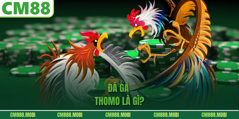 Đá Gà Thomo Là Gì?