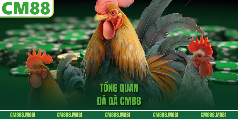 Tổng quan Đá Gà CM88